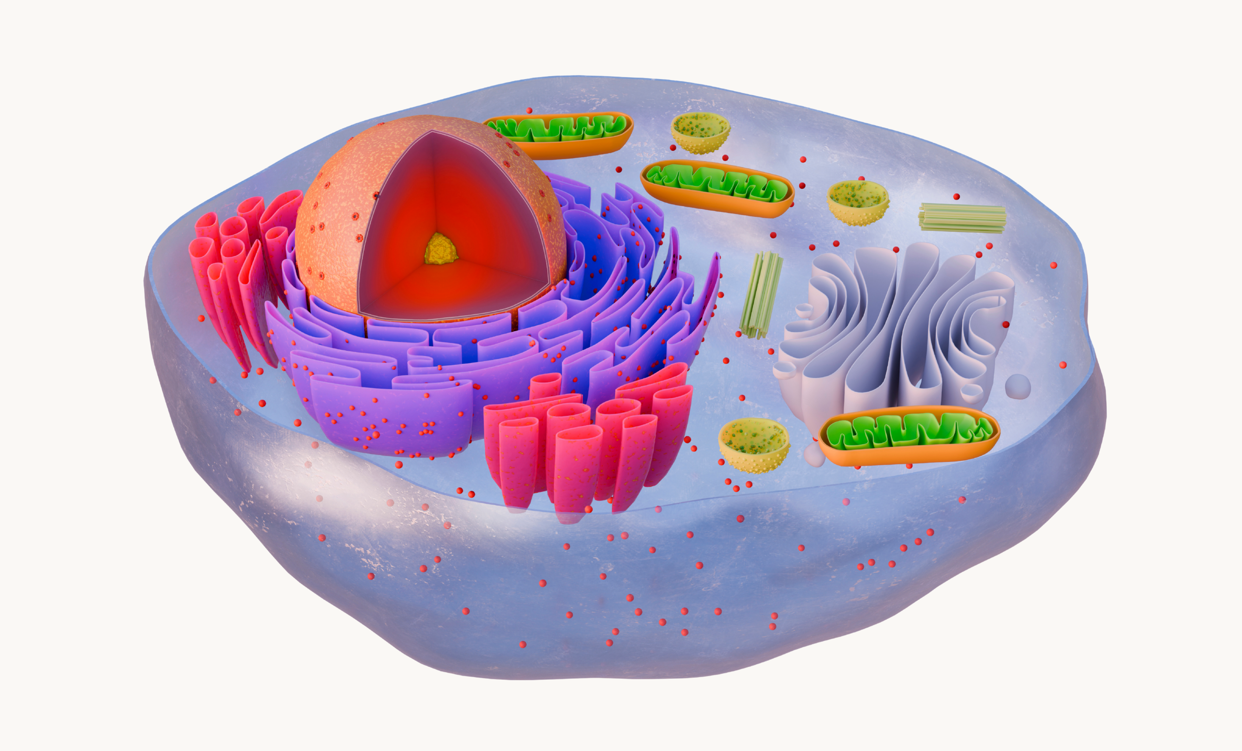 Illustratie van mitochondriën en cellen – symbool voor het immuunsysteem als natuurlijk beschermingsmechanisme